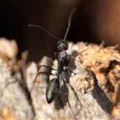 Camponotus nigroaeneus (Sugar ant) at Parkes, ACT - 9 Jan 2025 by Hejor1