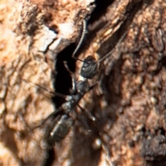 Camponotus nigroaeneus at Parkes, ACT - 9 Jan 2025