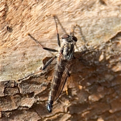 Cerdistus sp. (genus) (Slender Robber Fly) at Campbell, ACT - 9 Jan 2025 by Hejor1