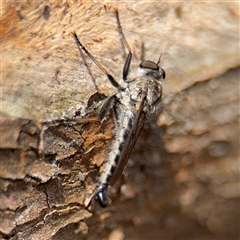 Cerdistus sp. (genus) at Campbell, ACT - 9 Jan 2025 05:15 PM