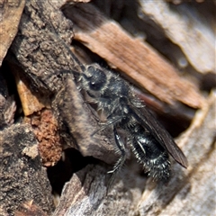 Odontomyrme sp. (genus) at Reid, ACT - 9 Jan 2025 by Hejor1