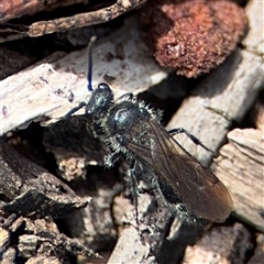 Mutillidae (family) at Reid, ACT - 9 Jan 2025 05:22 PM