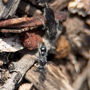 Mutillidae (family) at Reid, ACT - 9 Jan 2025 05:22 PM