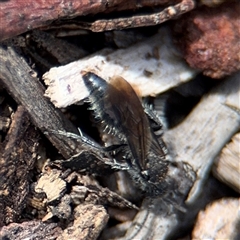 Mutillidae (family) at Reid, ACT - 9 Jan 2025 05:22 PM