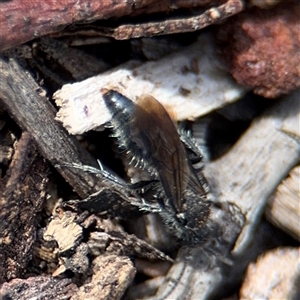 Mutillidae (family) at Reid, ACT - 9 Jan 2025 05:22 PM