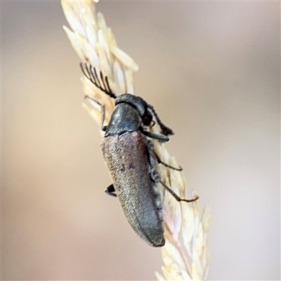 Ptilophorus sp. (genus) (Wedge-shaped beetle) at Parkes, ACT - 9 Jan 2025 by Hejor1