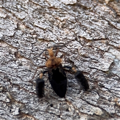 Ptilocnemus lemur at Reid, ACT - 9 Jan 2025