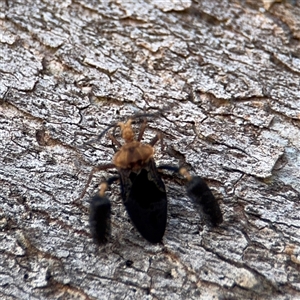 Ptilocnemus lemur at Reid, ACT - 9 Jan 2025