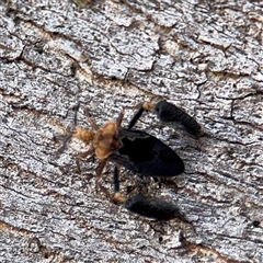 Ptilocnemus lemur at Reid, ACT - 9 Jan 2025