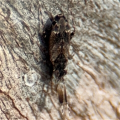 Phyllofulvius (genus) (A Cylapinae plant bug) at Reid, ACT - 9 Jan 2025 by Hejor1