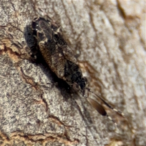 Phyllofulvius (genus) at Reid, ACT - 9 Jan 2025 05:44 PM