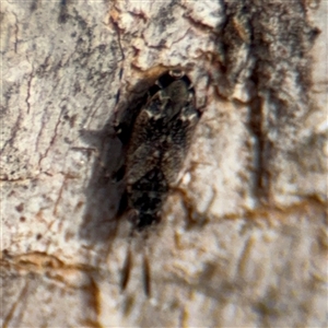 Phyllofulvius (genus) at Reid, ACT - 9 Jan 2025 05:44 PM