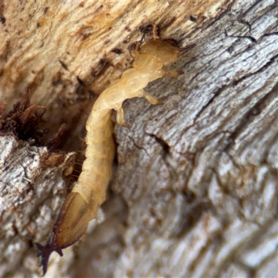 Platisus sp. (genus) (Flat bark beetle) at Campbell, ACT - 9 Jan 2025 by Hejor1
