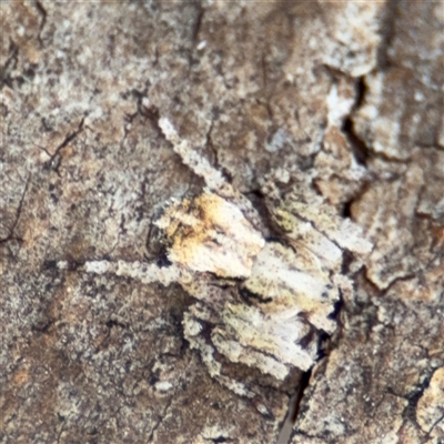 Stephanopis altifrons (Knobbly crab spider) at Reid, ACT - 9 Jan 2025 by Hejor1