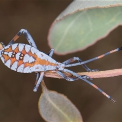 Amorbus rubiginosus (A Eucalyptus Tip Bug) at Evatt, ACT - 8 Jan 2025 by kasiaaus