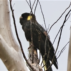 Zanda funerea (Yellow-tailed Black-Cockatoo) at Mongarlowe, NSW - 7 Jan 2025 by LisaH