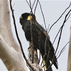 Zanda funerea at Mongarlowe, NSW - 7 Jan 2025 by LisaH