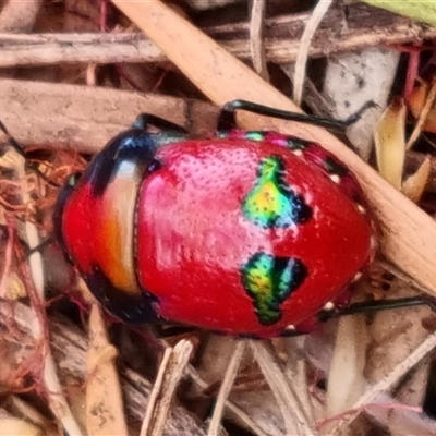 Choerocoris paganus (Ground shield bug) at Weston, ACT - 8 Jan 2025 by BJR