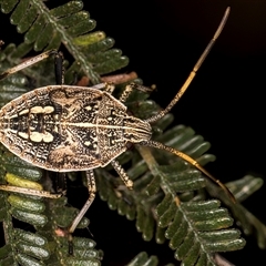 Poecilometis strigatus (Gum Tree Shield Bug) at Evatt, ACT - 8 Jan 2025 by kasiaaus