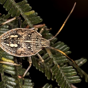 Poecilometis strigatus at Evatt, ACT - 8 Jan 2025 03:14 PM