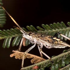 Poecilometis strigatus at Evatt, ACT - 8 Jan 2025 03:14 PM