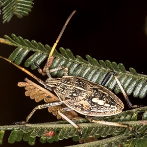 Poecilometis strigatus at Evatt, ACT - 8 Jan 2025 03:14 PM