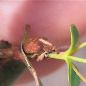 Gonipterus scutellatus at Bungendore, NSW - 9 Jan 2025