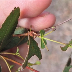 Gonipterus scutellatus at Bungendore, NSW - 9 Jan 2025