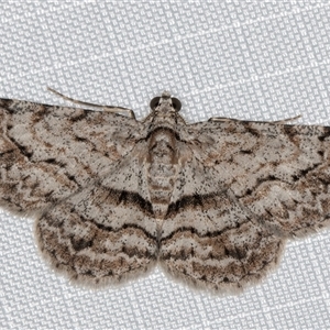 Didymoctenia exsuperata at Melba, ACT - 8 Jan 2025