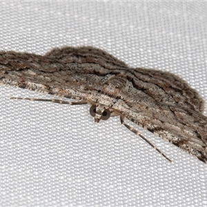 Didymoctenia exsuperata at Melba, ACT - 8 Jan 2025