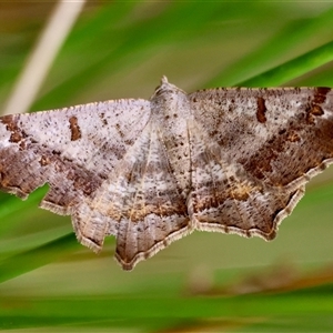 Dissomorphia australiaria at Mongarlowe, NSW - suppressed