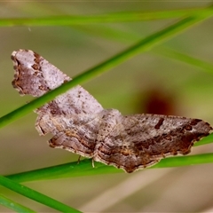 Dissomorphia australiaria at Mongarlowe, NSW - suppressed