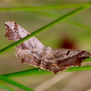 Dissomorphia australiaria at Mongarlowe, NSW - suppressed