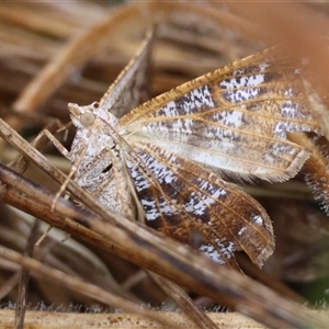 Dissomorphia australiaria at Mongarlowe, NSW - suppressed