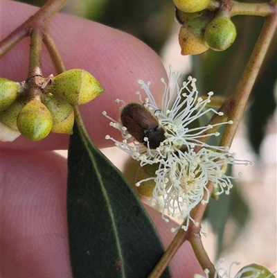 Automolius sp. (genus) at Bungendore, NSW - 9 Jan 2025 by clarehoneydove