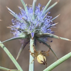 Lehtinelagia prasina (Leek-green flower spider) at Bungendore, NSW - 9 Jan 2025 by clarehoneydove