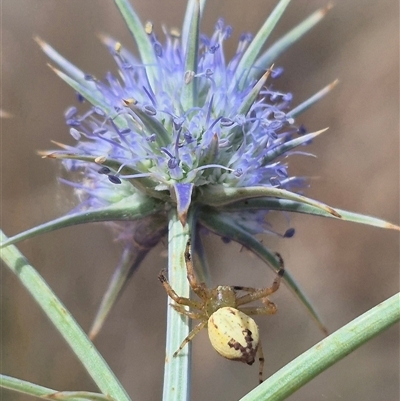 Lehtinelagia prasina (Leek-green flower spider) at Bungendore, NSW - 9 Jan 2025 by clarehoneydove