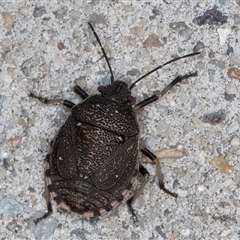 Platycoris rotundatus (A shield bug) at Melba, ACT - 8 Jan 2025 by kasiaaus