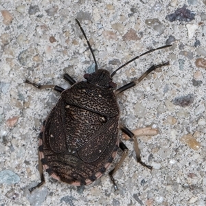 Platycoris rotundatus at Melba, ACT - 8 Jan 2025 10:11 PM