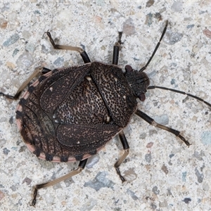 Platycoris rotundatus at Melba, ACT - 8 Jan 2025 10:11 PM