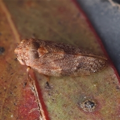 Unidentified Leafhopper or planthopper (Hemiptera, several families) at Mongarlowe, NSW - 7 Jan 2025 by LisaH