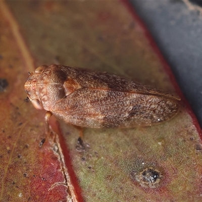 Unidentified Leafhopper or planthopper (Hemiptera, several families) at Mongarlowe, NSW - 7 Jan 2025 by LisaH