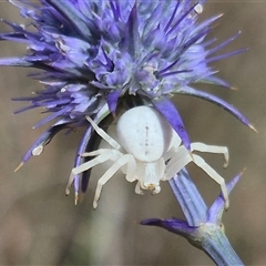 Thomisus spectabilis (Spectacular Crab Spider) at Bungendore, NSW - 9 Jan 2025 by clarehoneydove