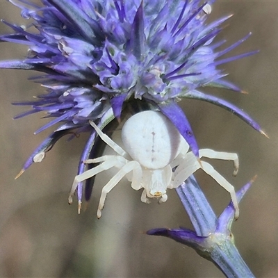 Thomisus spectabilis (Spectacular Crab Spider) at Bungendore, NSW - 9 Jan 2025 by clarehoneydove