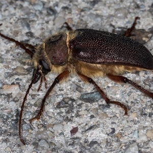 Sceleocantha glabricollis at Melba, ACT - 8 Jan 2025 10:13 PM