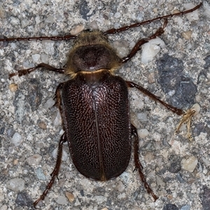 Sceleocantha glabricollis at Melba, ACT - 8 Jan 2025 10:13 PM