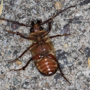 Sceleocantha glabricollis at Melba, ACT - 8 Jan 2025 10:13 PM