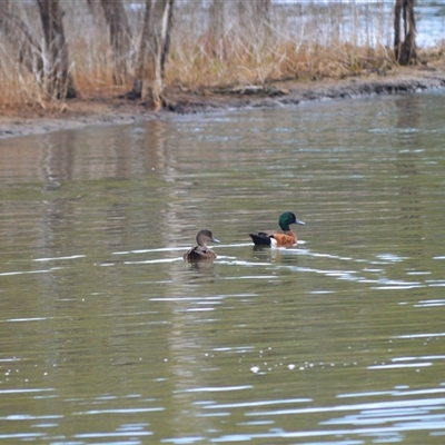 Anas castanea (Chestnut Teal) at East Lynne, NSW - 9 Jan 2025 by plants