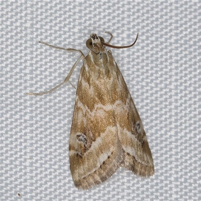 Hellula hydralis (Cabbage Centre Moth) at Melba, ACT - 8 Jan 2025 by kasiaaus