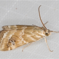 Hellula hydralis at Melba, ACT - 8 Jan 2025 10:14 PM